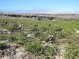 Galapagos 7-2-03 Genovesa Darwin Bay Birds Nesting In Saltbush Genovesa is a magnificent site for birds. Behind the beach is a trail leading past low saltbush, with frigatebirds, Nazca masked boobies, and red-footed boobies.